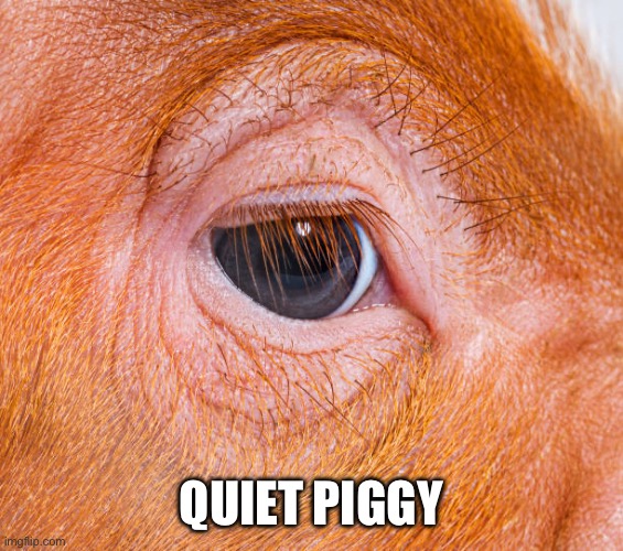 QUIET PIGGY | made w/ Imgflip meme maker