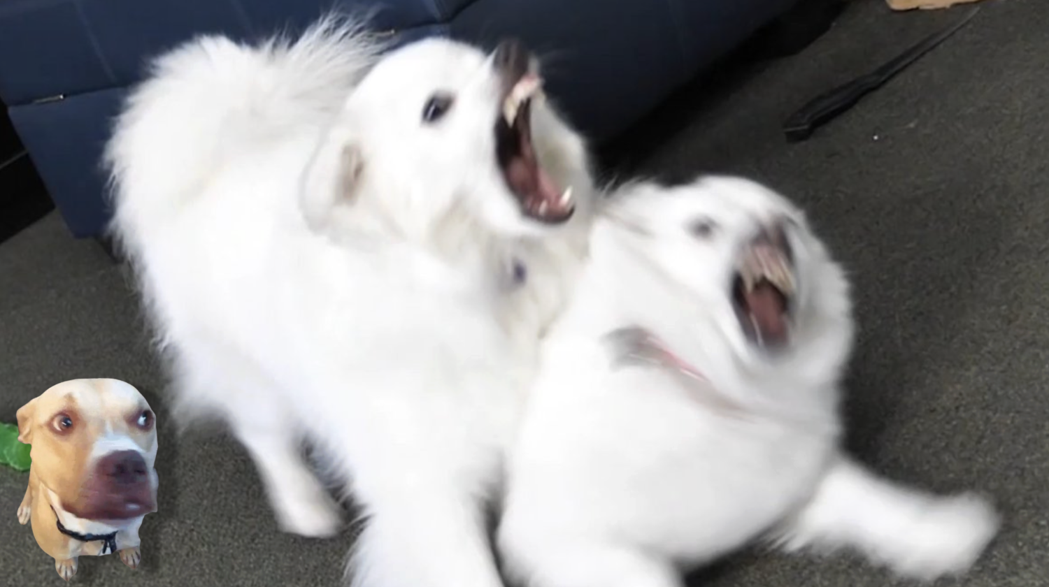 Pitbull watching a fight Blank Meme Template