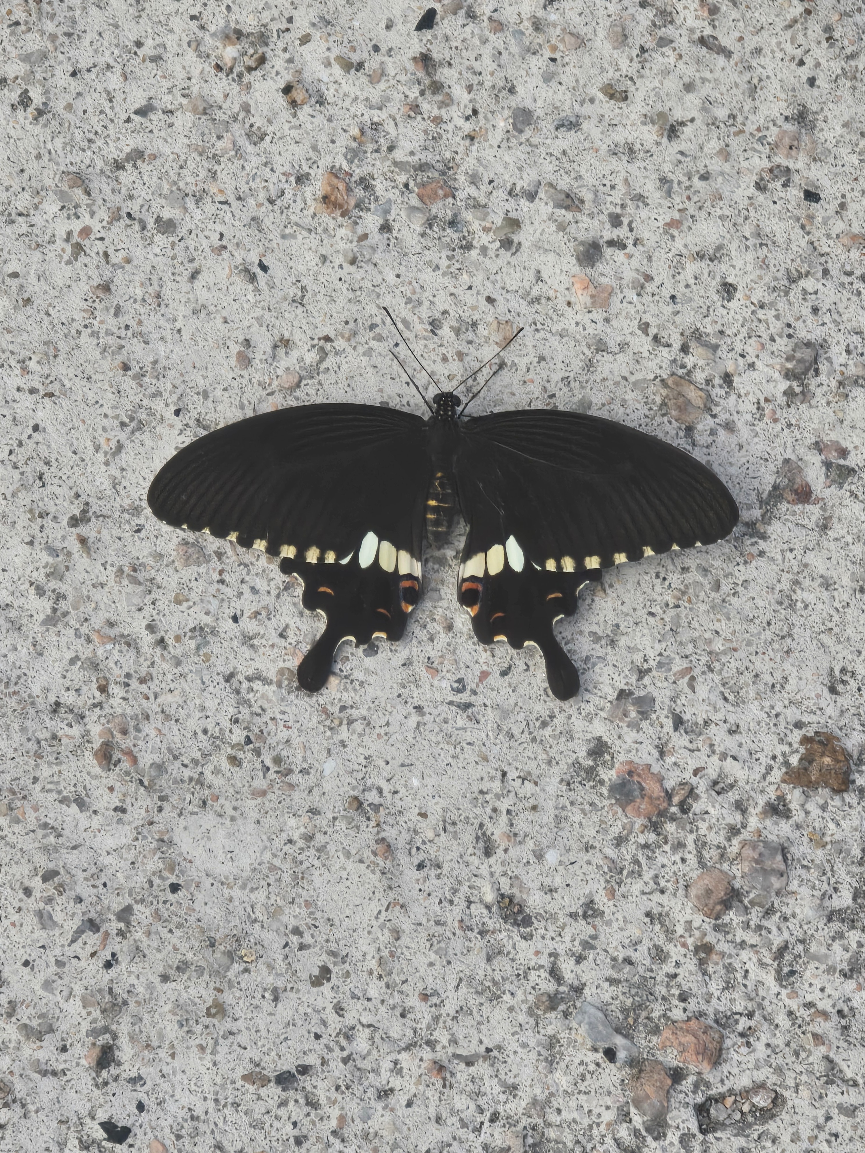 I found this butterfly on the floor | made w/ Imgflip meme maker