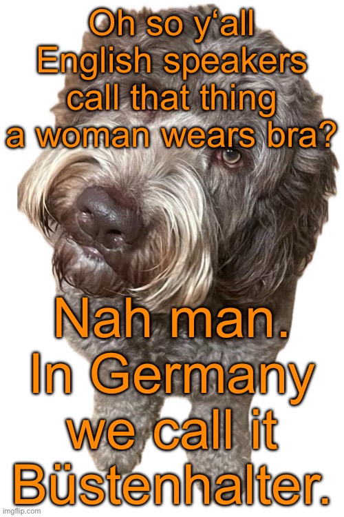 We abbreviate it with BH though | Oh so y‘all English speakers call that thing a woman wears bra? Nah man. In Germany we call it Büstenhalter. | image tagged in norther's dog | made w/ Imgflip meme maker