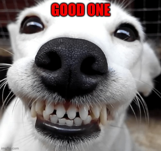 Smiling Dog | GOOD ONE | image tagged in smiling dog | made w/ Imgflip meme maker