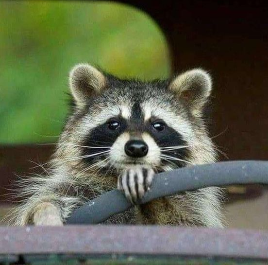 Drive racoon Blank Meme Template