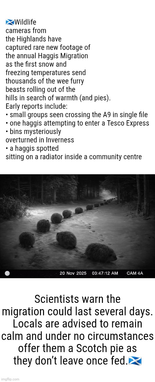 I'm thinking about creating a Haggis SCP. They could be a new Scottish cryptid. | 🏴󠁧󠁢󠁳󠁣󠁴󠁿Wildlife cameras from the Highlands have captured rare new footage of the annual Haggis Migration as the first snow and freezing temperatures send thousands of the wee furry beasts rolling out of the hills in search of warmth (and pies).

Early reports include:

• small groups seen crossing the A9 in single file
• one haggis attempting to enter a Tesco Express
• bins mysteriously overturned in Inverness
• a haggis spotted sitting on a radiator inside a community centre; Scientists warn the migration could last several days. Locals are advised to remain calm and under no circumstances offer them a Scotch pie as they don’t leave once fed.🏴󠁧󠁢󠁳󠁣󠁴󠁿 | image tagged in memez,scotland,cryptid,haggis | made w/ Imgflip meme maker