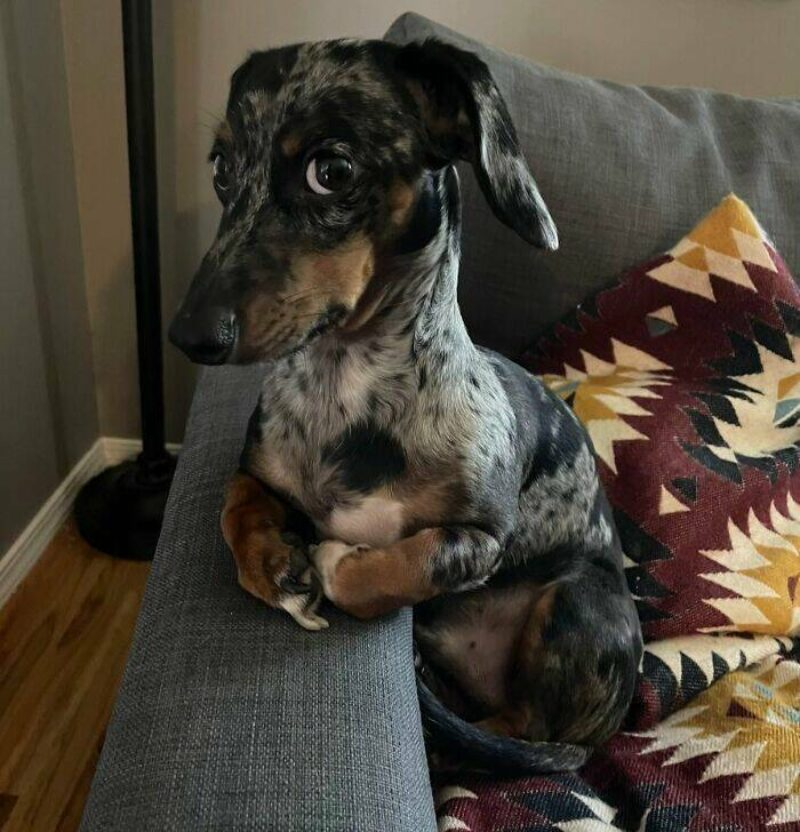 sideeye dog couch Blank Meme Template