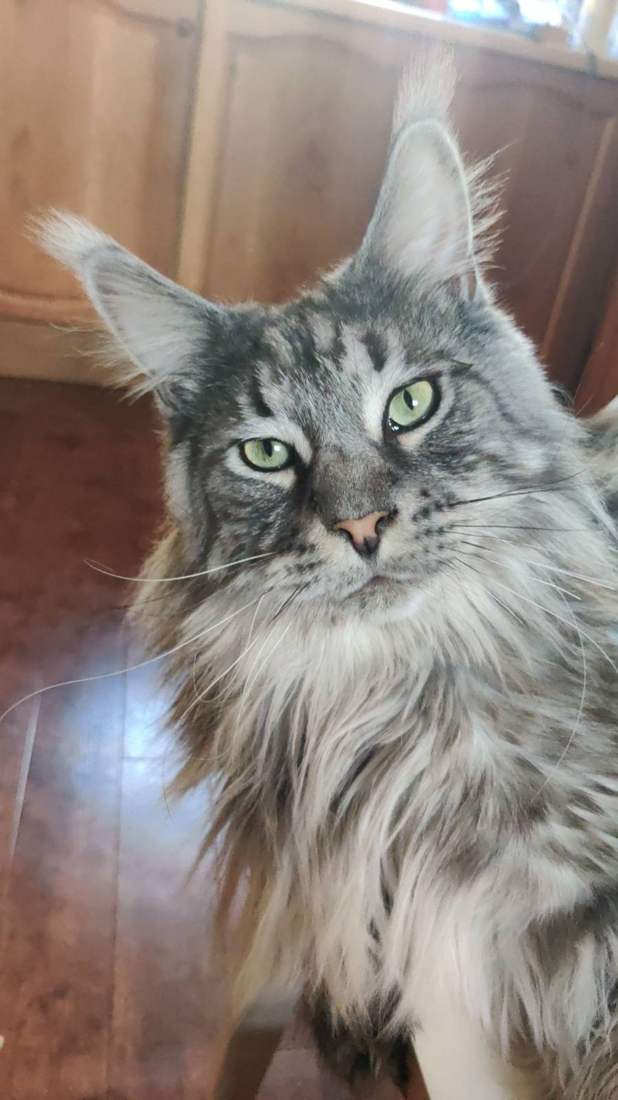 Can I Help You Blank Meme Template