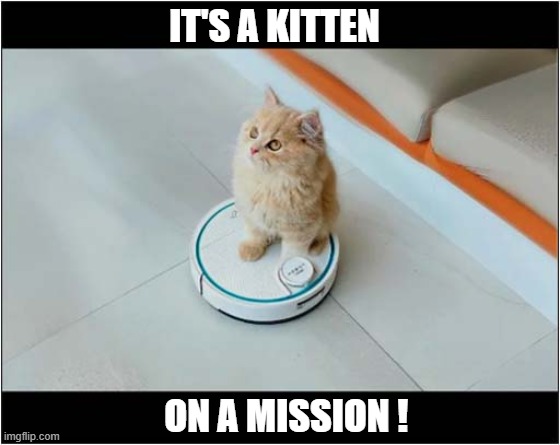 What's Going On Here ? | IT'S A KITTEN; ON A MISSION ! | image tagged in cats,kitten,roomba,mission | made w/ Imgflip meme maker