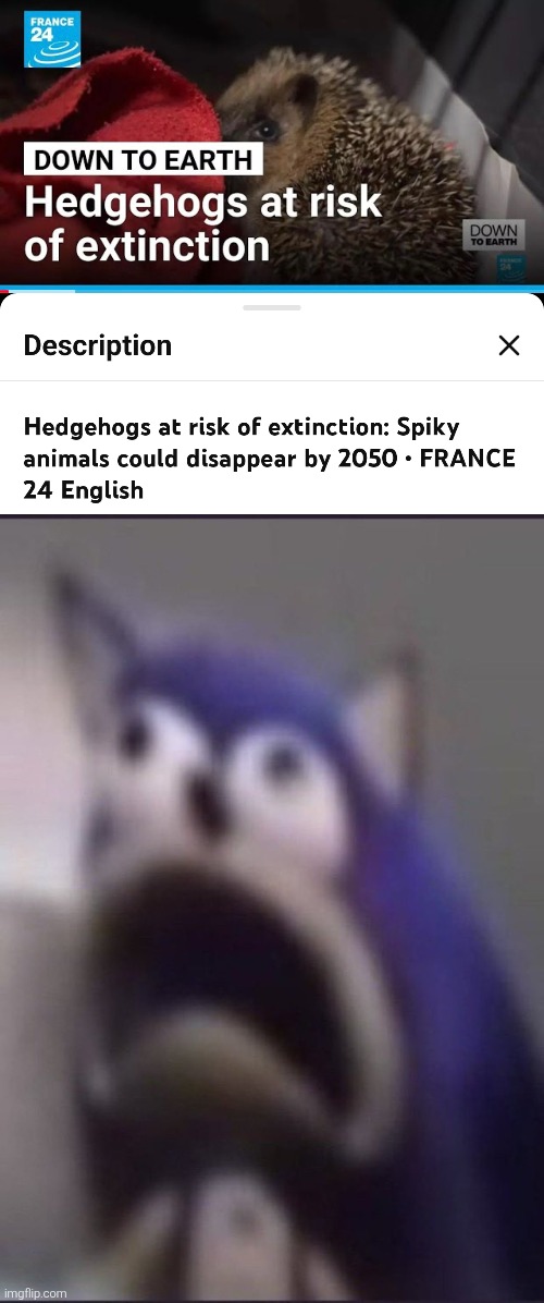 Sega, Animal Activities and everyone, do something! | image tagged in aughhhhhhhhhhhhhhhhhhh,hedgehog | made w/ Imgflip meme maker