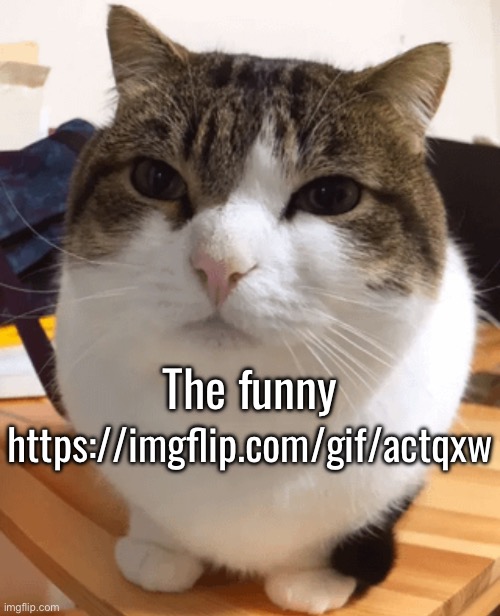 Meme plug | https://imgflip.com/gif/actqxw; The funny | image tagged in oh the misery original | made w/ Imgflip meme maker