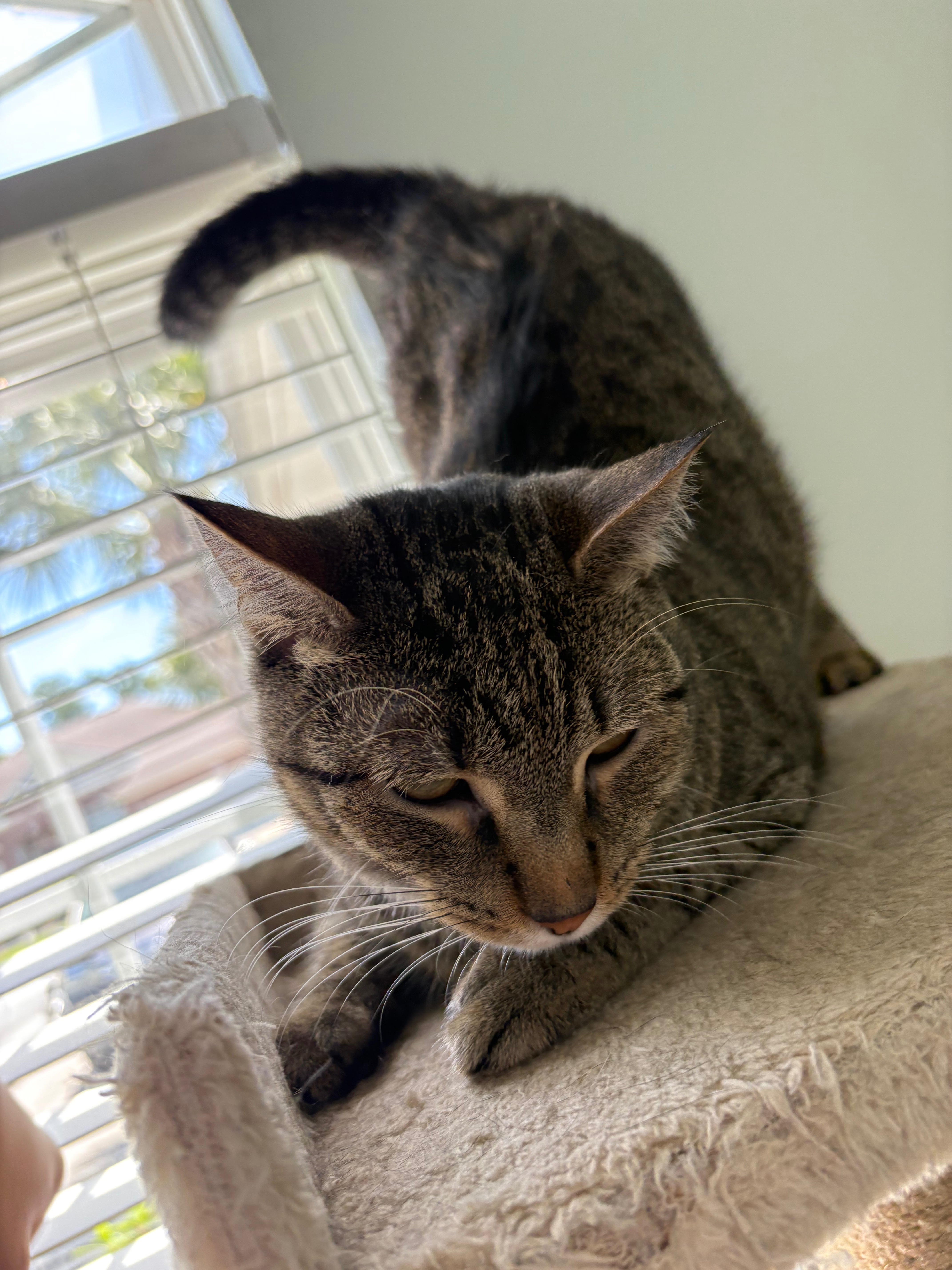 my cat gordon again :3 he really loves booty scritches lmao | made w/ Imgflip meme maker