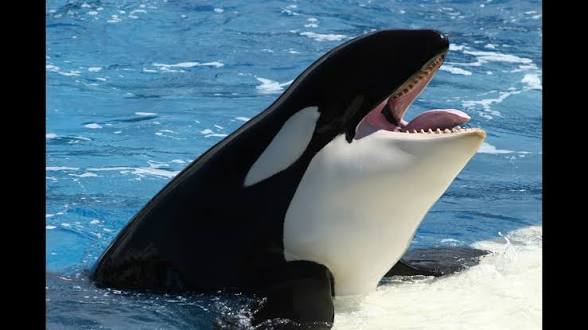 Orca teeth Blank Meme Template