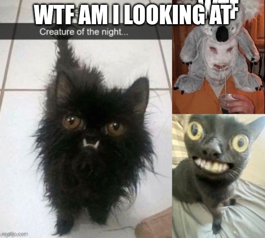 wtf | WTF AM I LOOKING AT | image tagged in bleach,oh wow are you actually reading these tags,67 | made w/ Imgflip meme maker