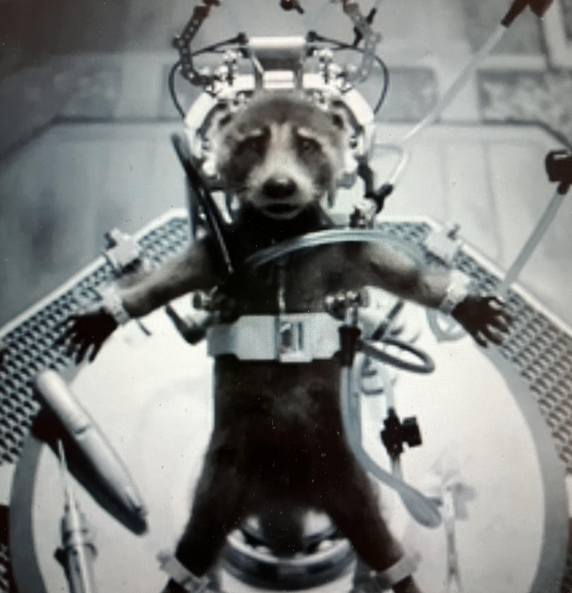 rocket raccoon torture Blank Meme Template