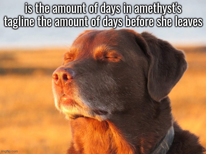 . | is the amount of days in amethyst's tagline the amount of days before she leaves | image tagged in cooked dog | made w/ Imgflip meme maker