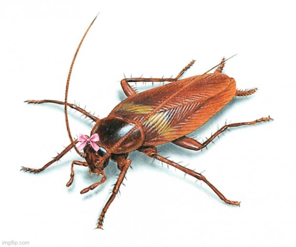 Cockroach | image tagged in cockroach | made w/ Imgflip meme maker
