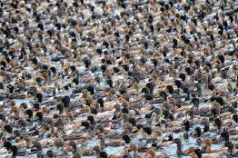 duck mass Blank Meme Template