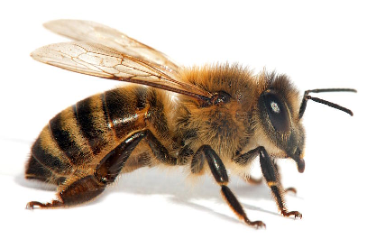 High Quality bee Blank Meme Template