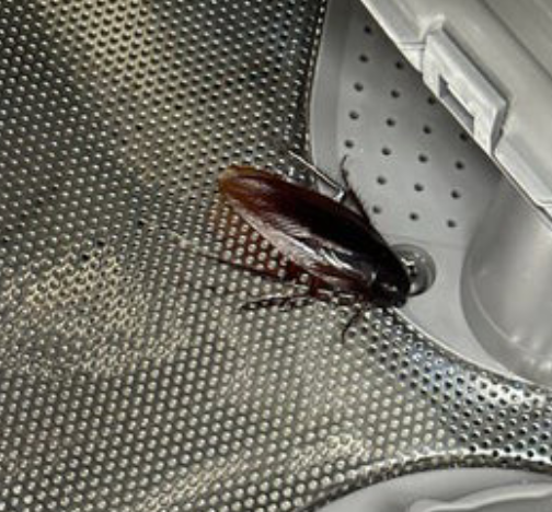 cockroach Blank Meme Template