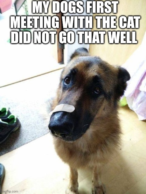 My Dogs First Meeting | MY DOGS FIRST MEETING WITH THE CAT DID NOT GO THAT WELL | image tagged in chrisjoines1 | made w/ Imgflip meme maker