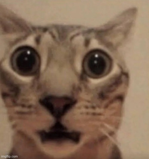 Scared Cat | image tagged in scared cat | made w/ Imgflip meme maker