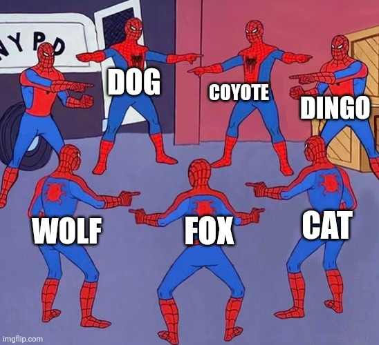 DOG WOLF CAT COYOTE FOX DINGO | image tagged in same spider man 7 | made w/ Imgflip meme maker