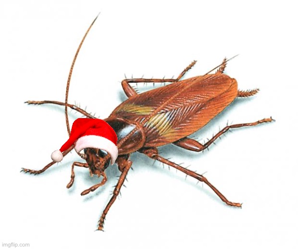 jolly | image tagged in cockroach | made w/ Imgflip meme maker