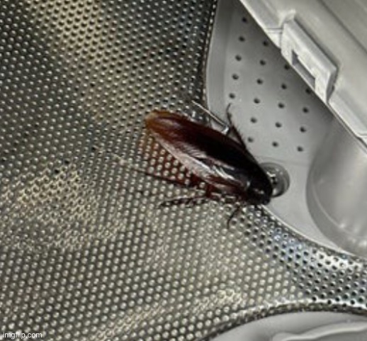 cockroach | image tagged in cockroach | made w/ Imgflip meme maker