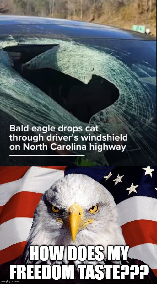 Bombs Away Eagle | HOW DOES MY FREEDOM TASTE??? | image tagged in freedom eagle | made w/ Imgflip meme maker