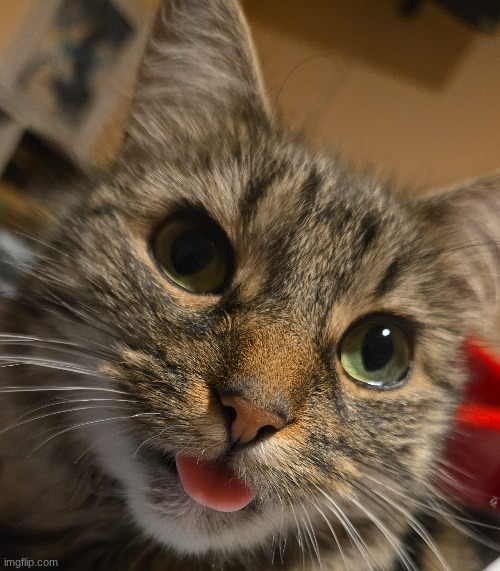 blep :p | made w/ Imgflip meme maker