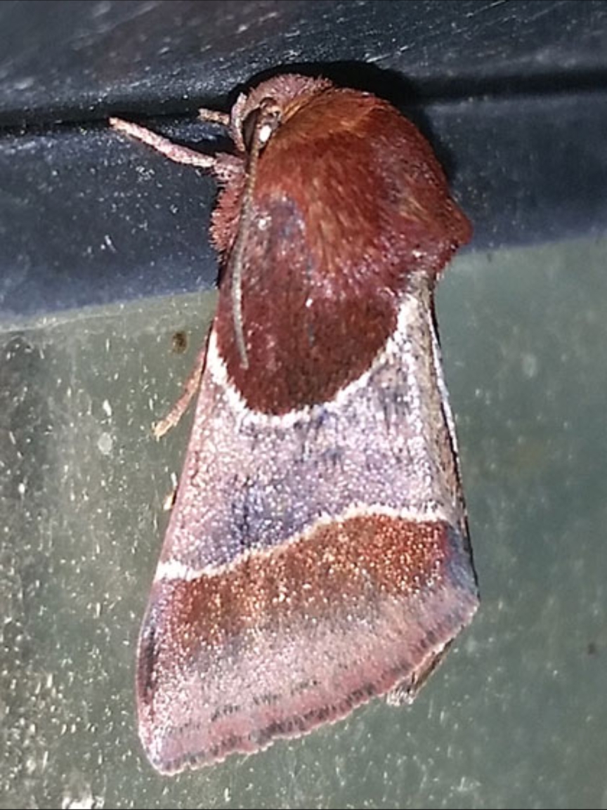 Flower moth Blank Meme Template