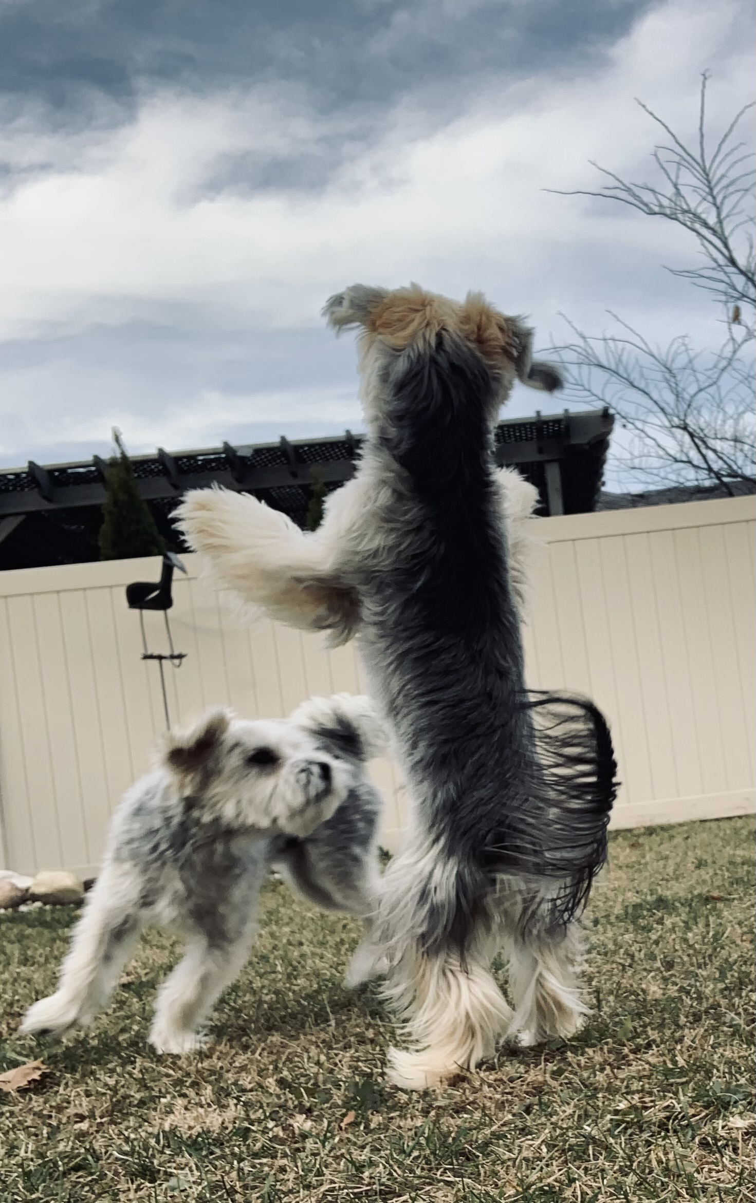 Dog battle Blank Meme Template