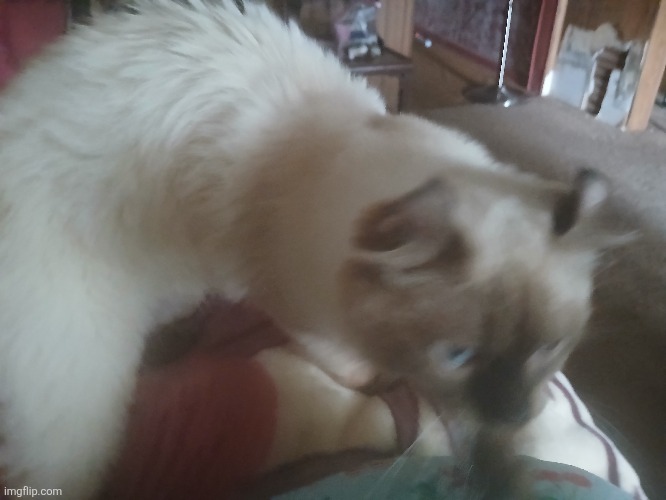 My cat whiskey | image tagged in cats | made w/ Imgflip meme maker