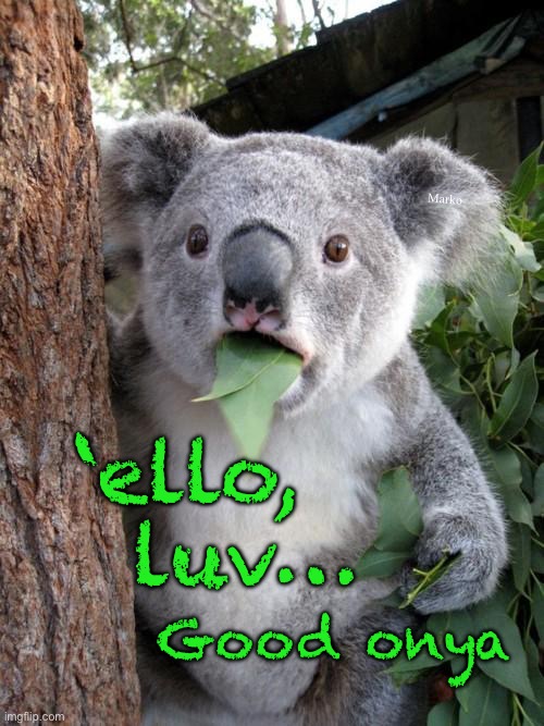 Surprised Koala | Marko; ‘ello,
   luv…; Good onya | image tagged in memes,surprised koala | made w/ Imgflip meme maker