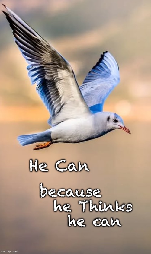 Go, baby… GO! | Marko; He Can; because
  he Thinks
    he can | image tagged in memes,i love birds,i love all of gods creatures,bill gatess mosquitoes must die,fjb voters must kissmyass,wheres the love | made w/ Imgflip meme maker