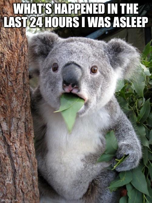 Surprised Koala | WHAT’S HAPPENED IN THE LAST 24 HOURS I WAS ASLEEP | image tagged in memes,surprised koala | made w/ Imgflip meme maker