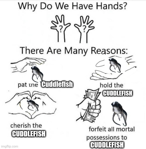 Cuddlefish | Cuddlefish; CUDDLEFISH; CUDDLEFISH; CUDDLEFISH | image tagged in why do we have hands | made w/ Imgflip meme maker