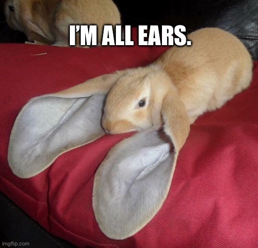Bnuuy of the day 11/21 | I’M ALL EARS. | image tagged in bnuuy,bunny,funny | made w/ Imgflip meme maker