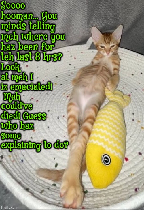 Guess Who Haz Some Explaining To Do | Soooo hooman... You minds telling meh where you haz been for teh last 8 hrs? Look at meh I iz emaciated!  Meh could've died! Guess who haz some explaining to do? | image tagged in cats,funny cats,you can't explain that,starving,dramatic,malignant narcissist | made w/ Imgflip meme maker