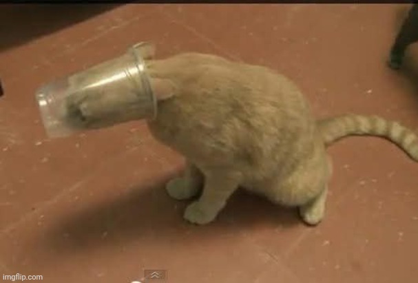 So silly | made w/ Imgflip meme maker