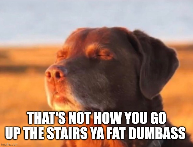 Dog accepting fate | THAT'S NOT HOW YOU GO UP THE STAIRS YA FAT DUMBASS | image tagged in dog accepting fate | made w/ Imgflip meme maker
