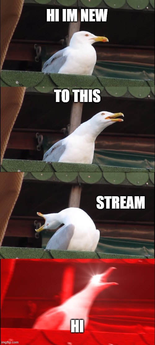 My new meme | HI IM NEW; TO THIS; STREAM; HI | image tagged in memes,inhaling seagull | made w/ Imgflip meme maker