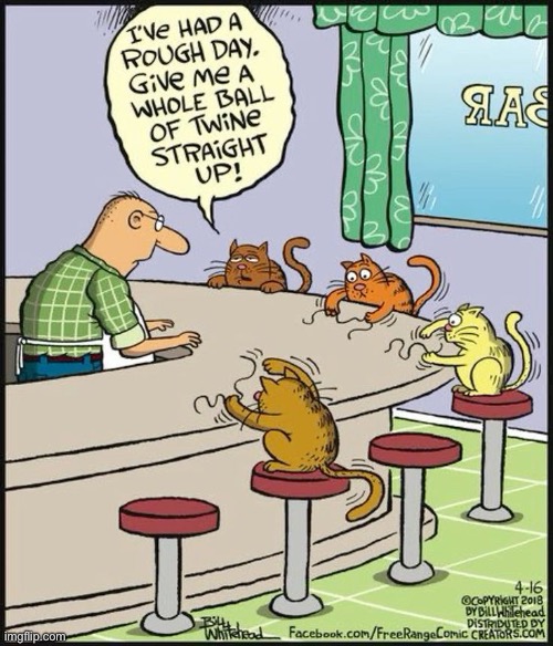 It was a rough day… | image tagged in cats,comics,bar,rough day,ball of twine,bartender | made w/ Imgflip meme maker