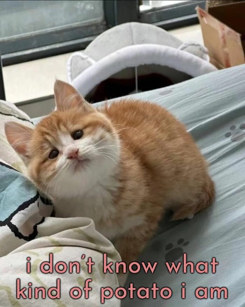 i don’t know what kind of potato i am | made w/ Imgflip meme maker