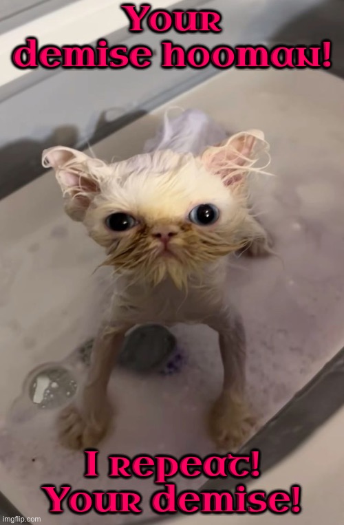 Your Demise Hooman I Repeat | Your demise hooman! I repeat! Your demise! | image tagged in cats,funny cat memes,angry wet cat,time to die,repeat,kittens | made w/ Imgflip meme maker