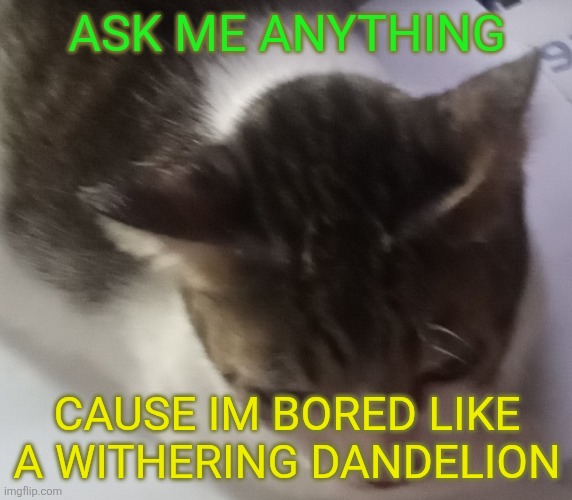 Ming mong | ASK ME ANYTHING; CAUSE IM BORED LIKE A WITHERING DANDELION | image tagged in ming mong | made w/ Imgflip meme maker