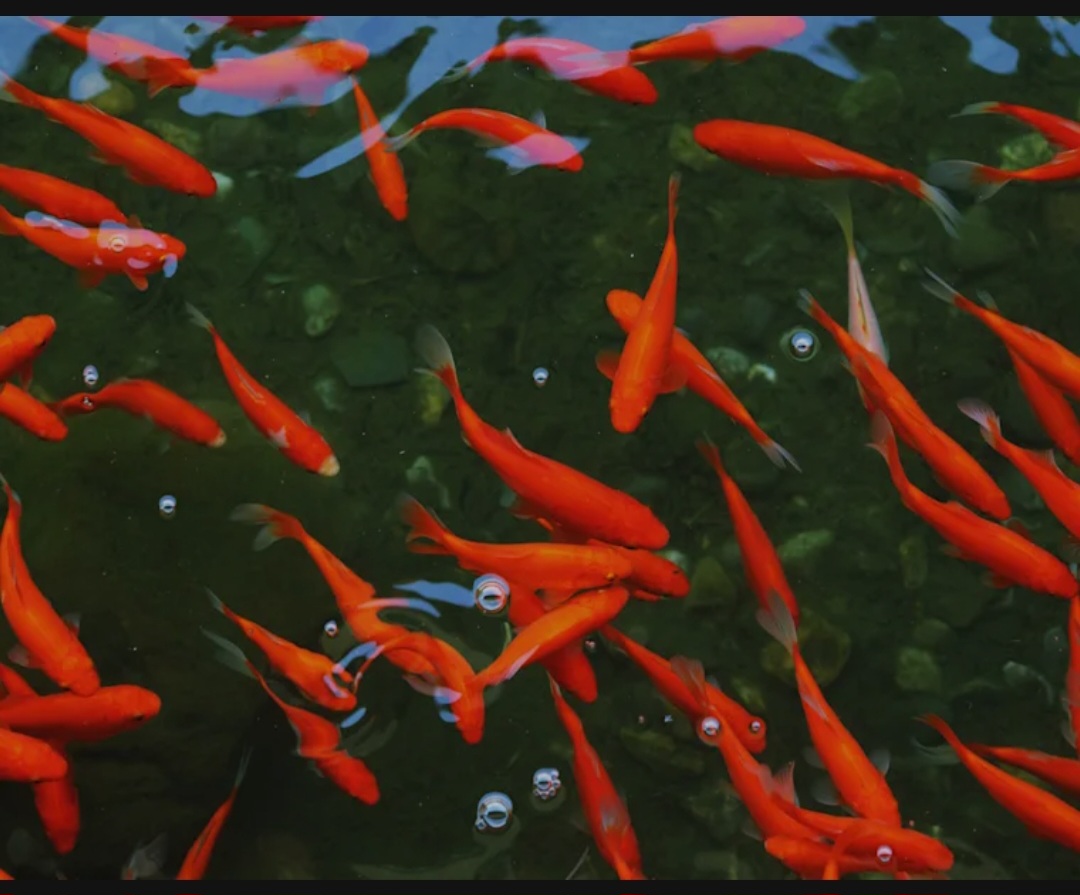 Ottawa Feral goldfish Blank Meme Template