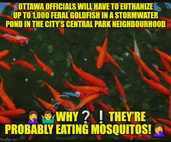Euthanizing feral goldfish | OTTAWA OFFICIALS WILL HAVE TO EUTHANIZE UP TO 1,000 FERAL GOLDFISH IN A STORMWATER POND IN THE CITY’S CENTRAL PARK NEIGHBOURHOOD; 🤦‍♀️🤷‍♂️WHY❔️❕️THEY’RE PROBABLY EATING MOSQUITOS!🤦‍♀️ | image tagged in ottawa feral goldfish,goldfish | made w/ Imgflip meme maker