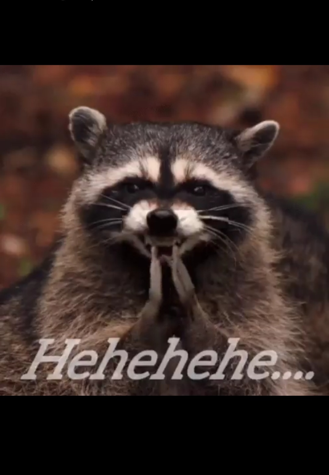 Wicked raccoon Blank Meme Template