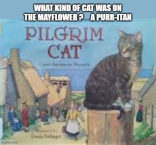 What kind of cat was on the Mayflower? ............ A purr-itan | WHAT KIND OF CAT WAS ON THE MAYFLOWER ?     A PURR-ITAN | image tagged in funny,cats,thanksgiving,humor,funny cat memes | made w/ Imgflip meme maker