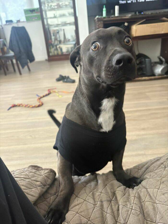 dog fear Blank Meme Template