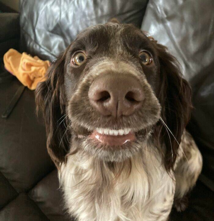 akward smiling dog Blank Meme Template